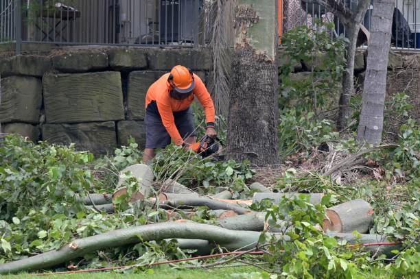 Welcome, SC Tree Service Company